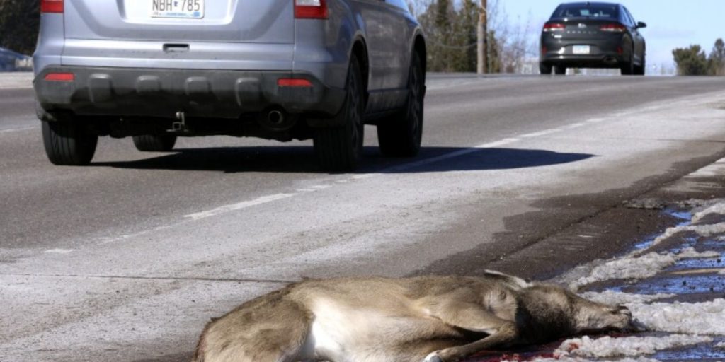 Human Factors Contributing to Deer-Car Collisions 