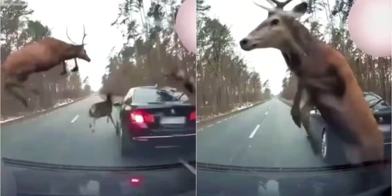 Deer Jump in Front of Cars